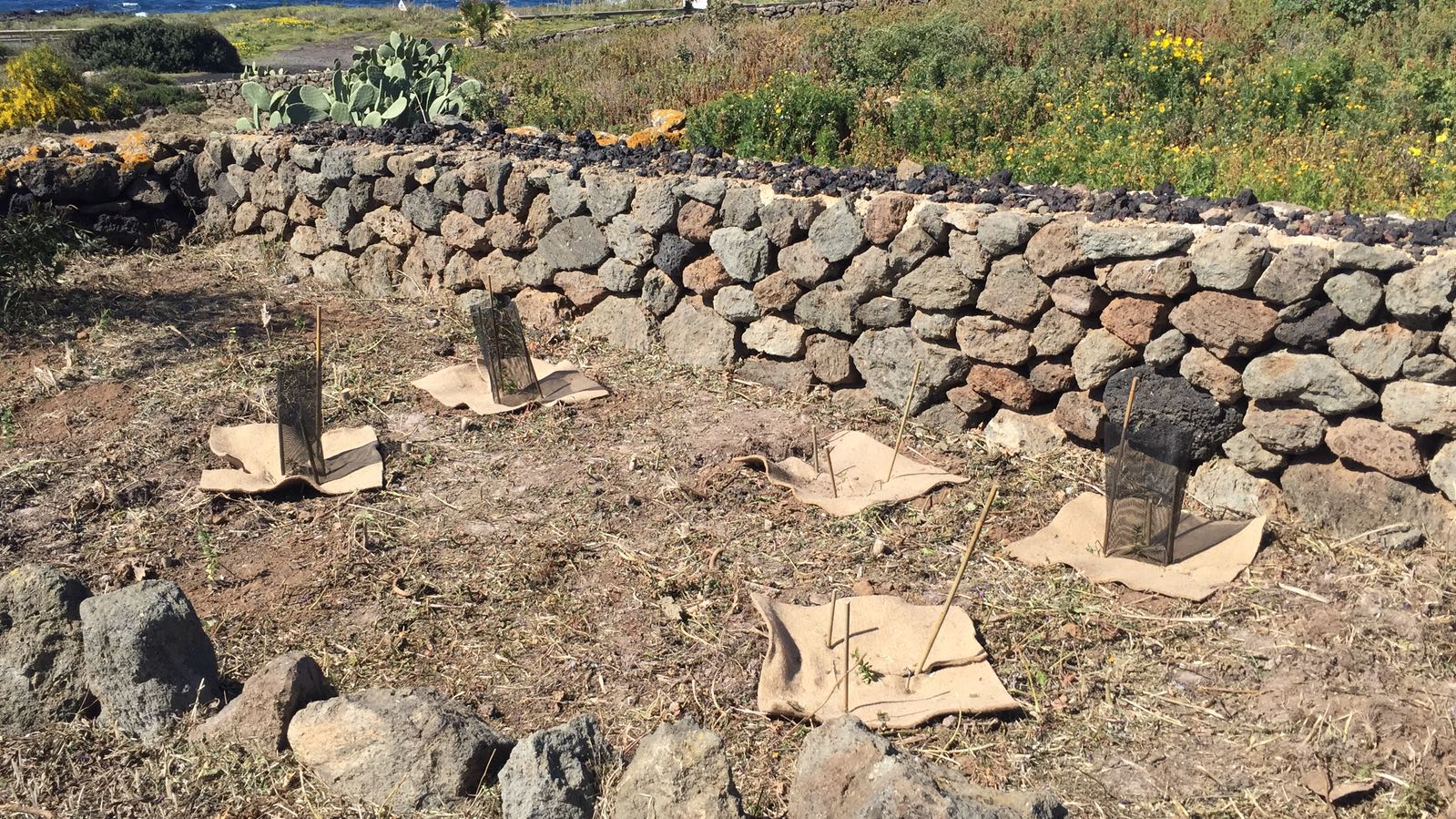 10.000 Alberi per Pantelleria Comitato Parchi per Kyoto